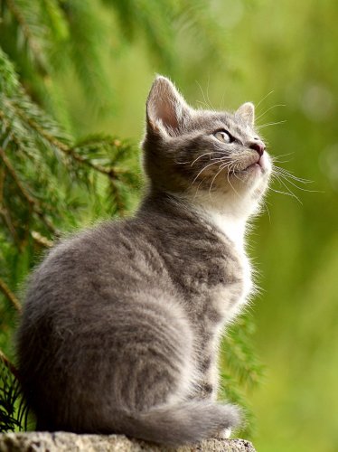 Curious Kitten on Fencepost iPad Wallpaper