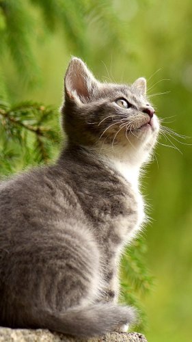 Curious Kitten on Fencepost Mobile Wallpaper