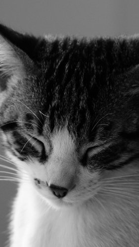 Sleepy Cat Tablet Wallpaper