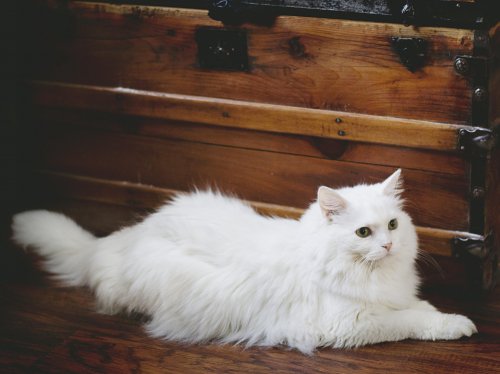 Elegant White Fluffy Cat  Wallpaper