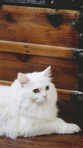 Elegant White Fluffy Cat Mobile Wallpaper