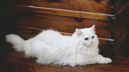 Elegant White Fluffy Cat Wallpaper