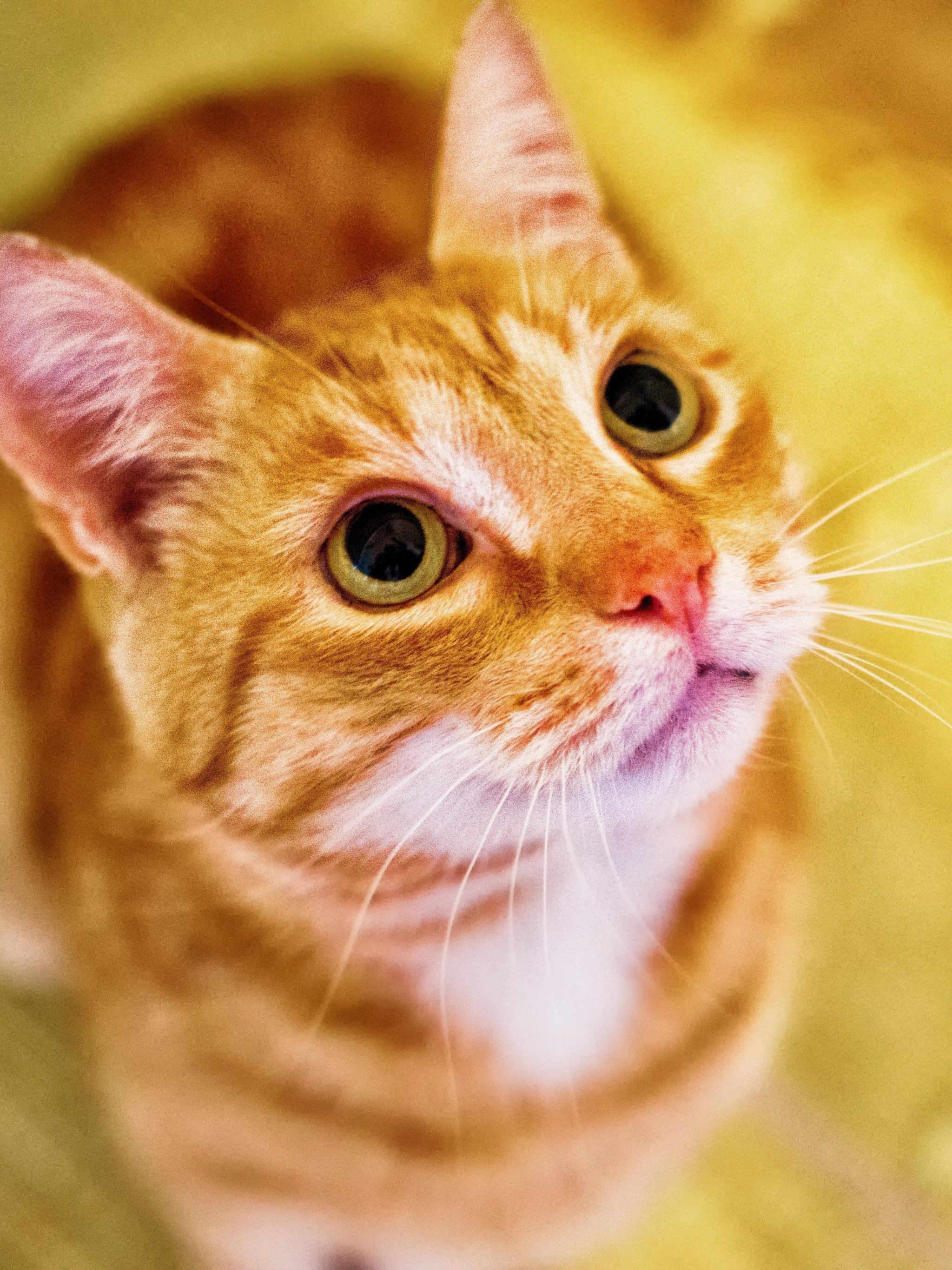 Orange Cat Looking Up Wallpaper iPhone, Android & Desktop Backgrounds