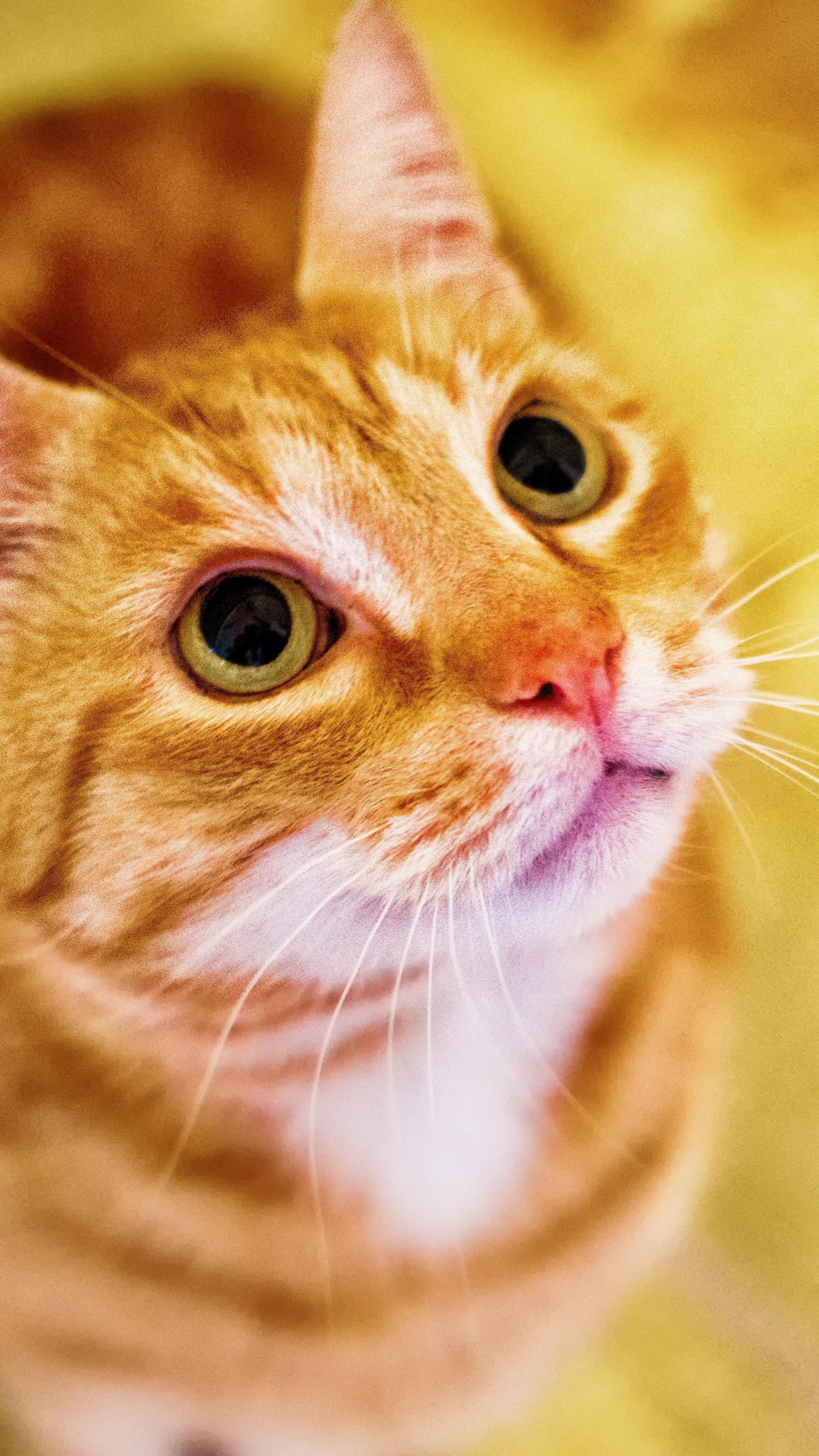 Tabby cute cat Wallpaper Download | MobCup