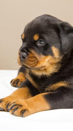 Rottweiler Puppy Mobile Wallpaper