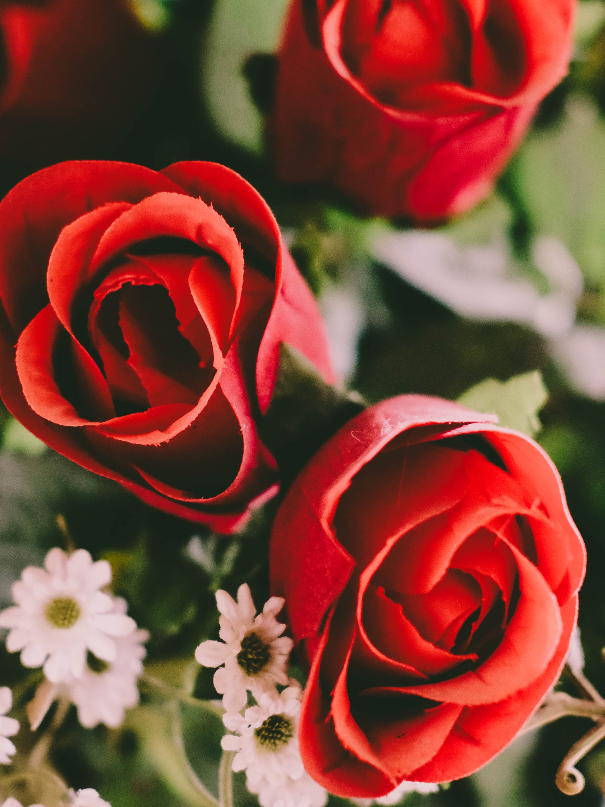 Red Roses Wallpaper - iPhone, Android Desktop Backgrounds
