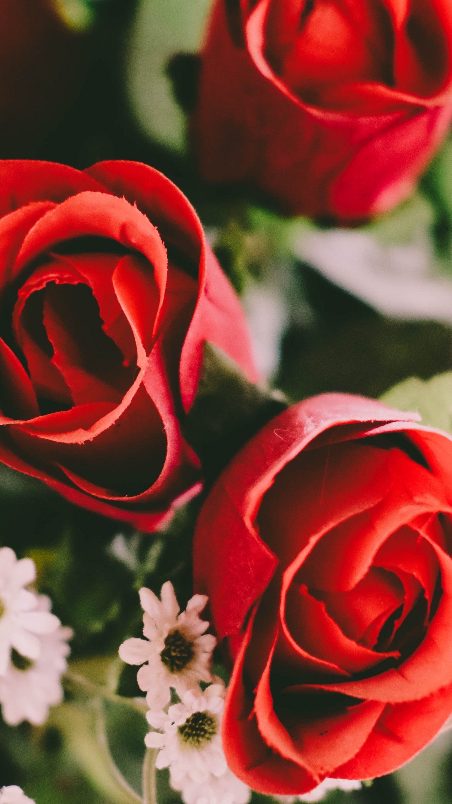 wallpaper desktop background red flowers