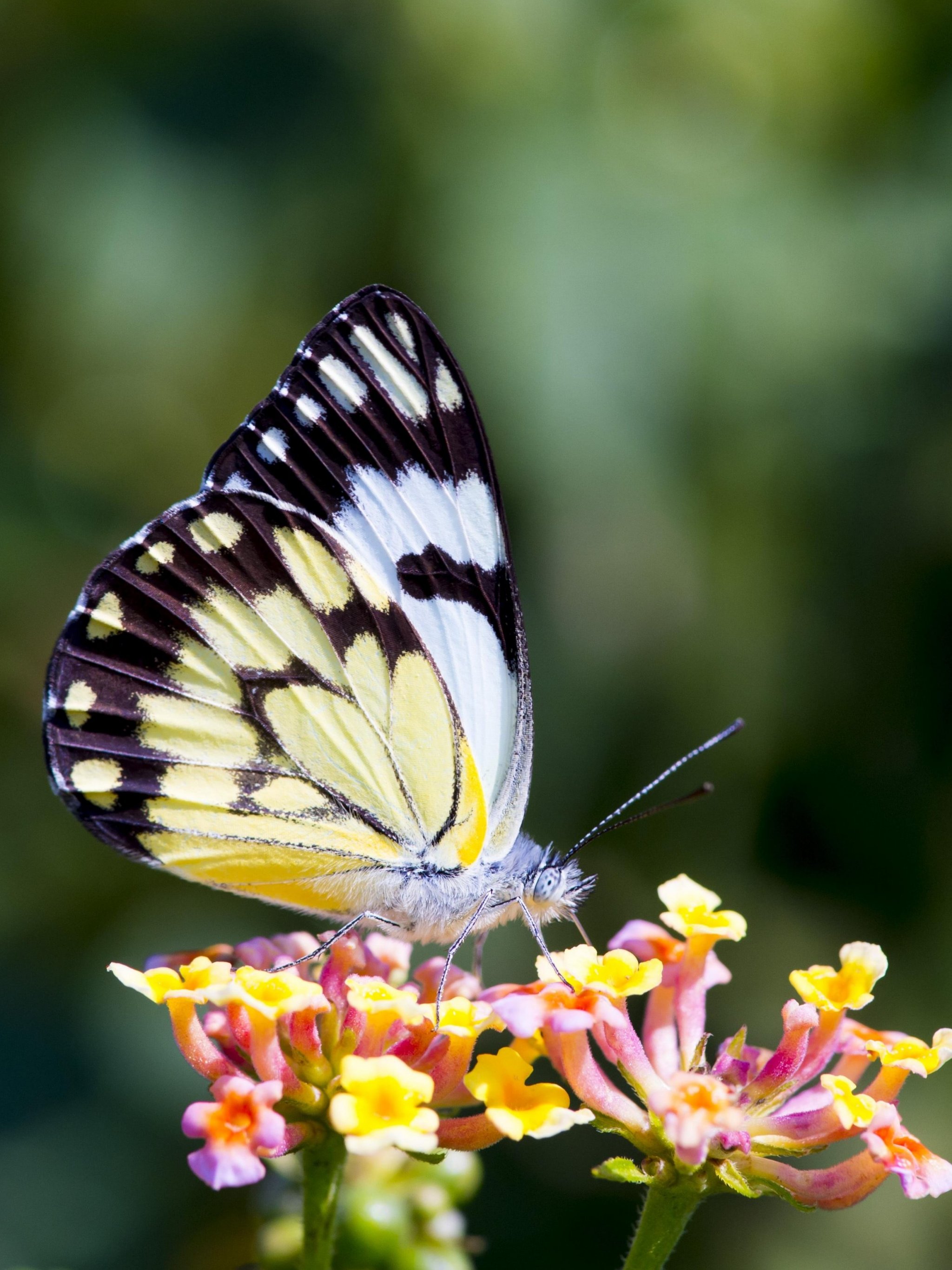 Butterfly on Flower Wallpaper - iPhone, Android & Desktop Backgrounds