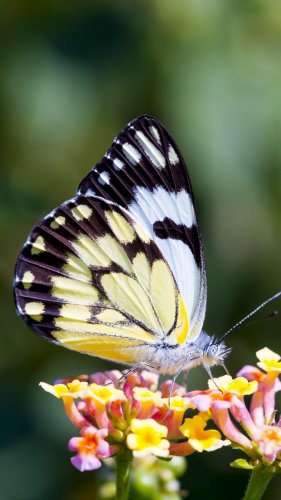 Butterfly on Flower Mobile Wallpaper