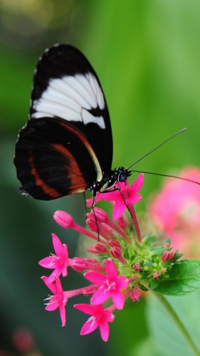 Pretty Butterfly on Pink Flower Mobile Wallpaper