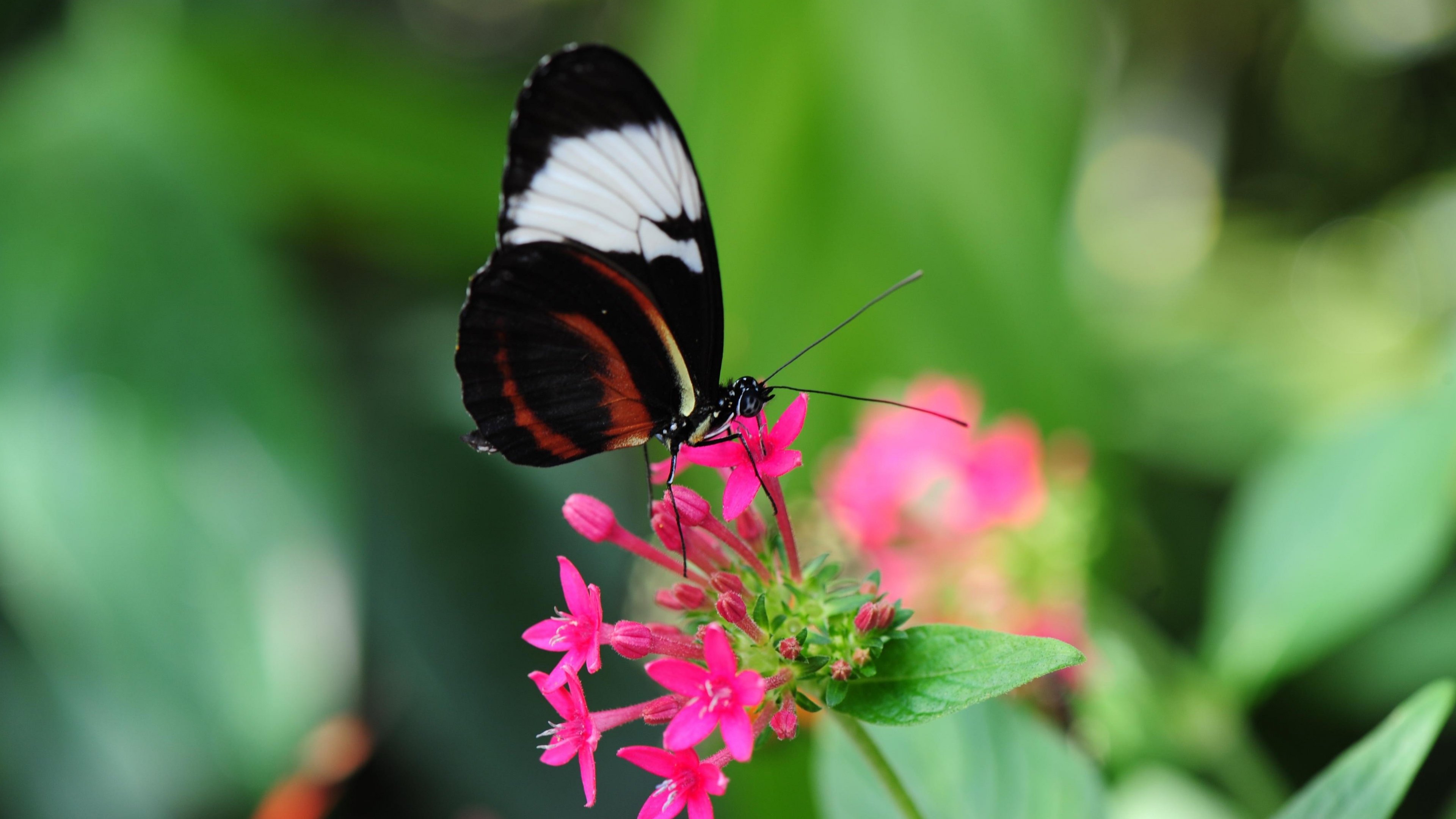 Pretty Butterfly on Pink Flower Wallpaper - iPhone, Android ...