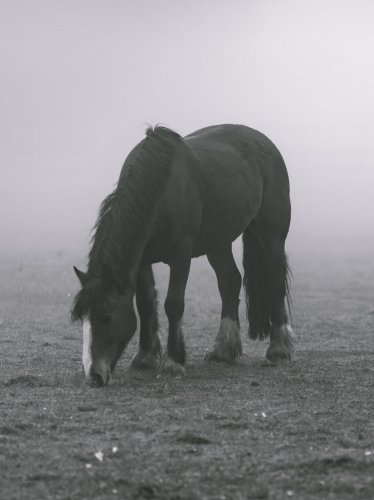 Horse in Fog iPad Wallpaper