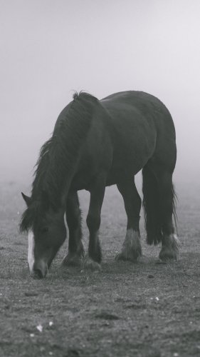Horse in Fog Tablet Wallpaper