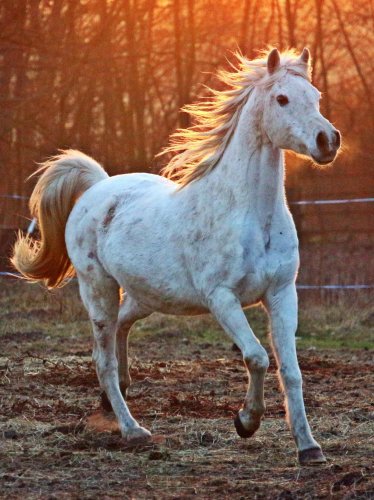 White Arabian Horse iPad Wallpaper