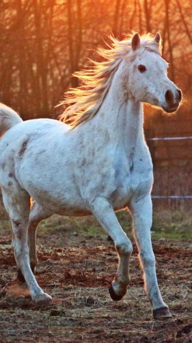 White Arabian Horse Mobile Wallpaper