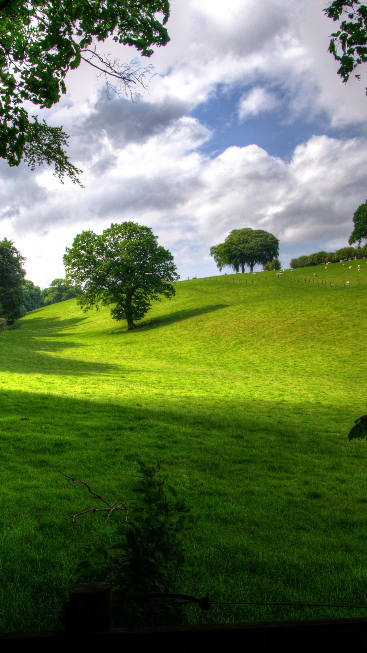 Bright Light Meadow Wallpaper - iPhone, Android & Desktop Backgrounds