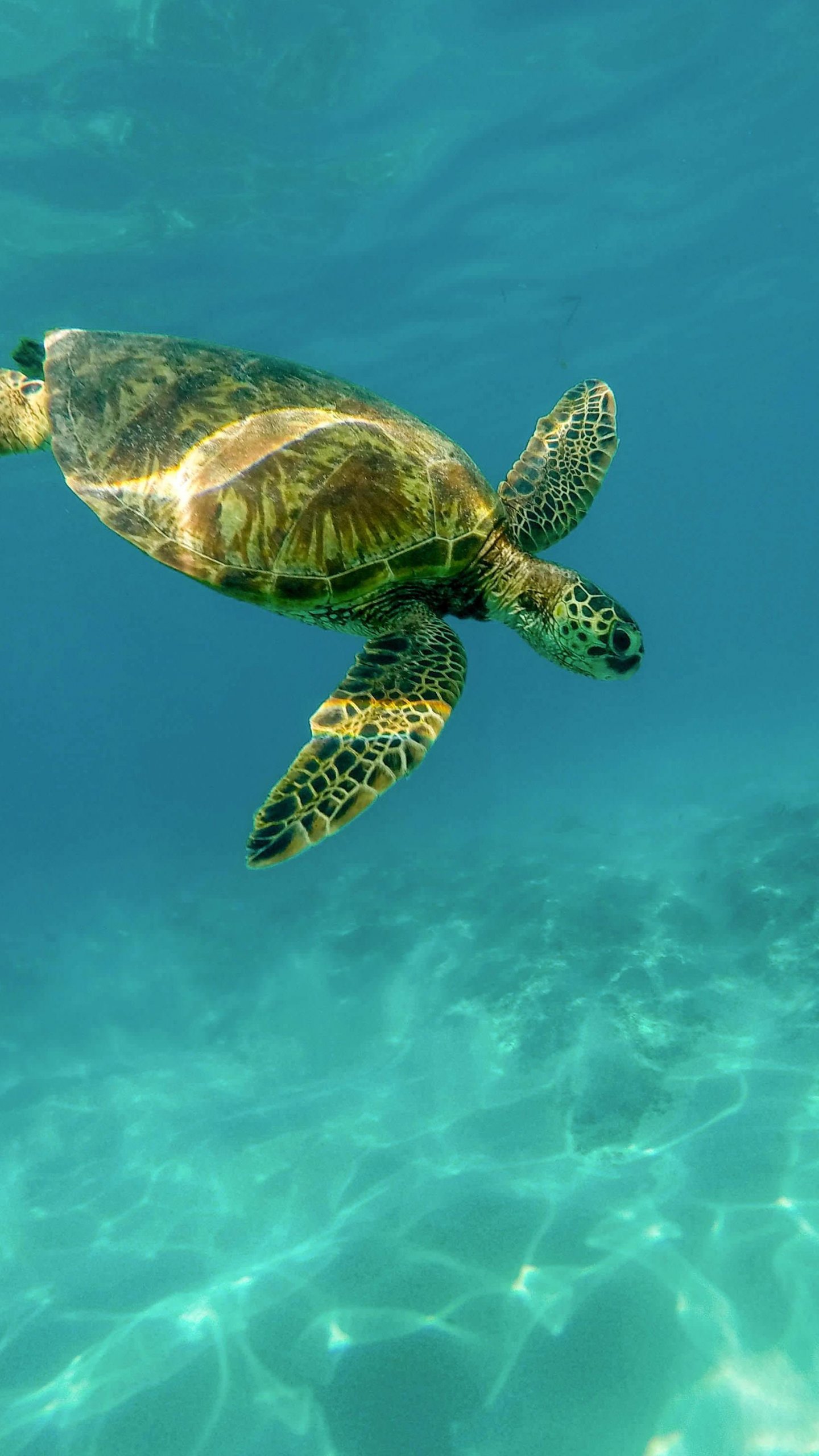 Turtle Wallpaper Apk Download for Android- Latest version - com.turtle .walllpaperapp