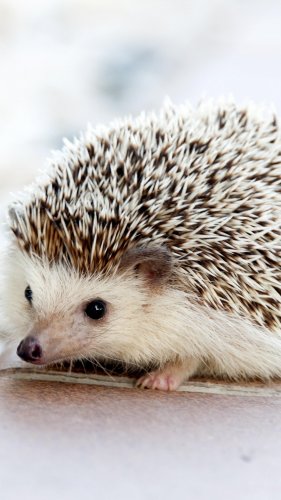 Adorable Hedgehog Mobile Wallpaper