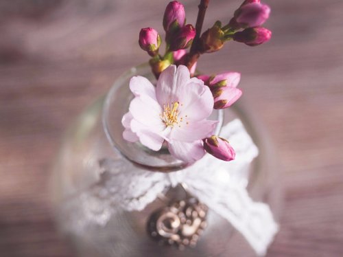 Romantic Pink Cherry Blossom Flowers in Vase