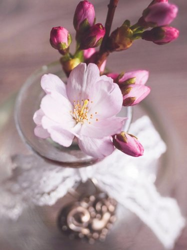 Romantic Pink Cherry Blossom Flowers in Vase iPad Wallpaper