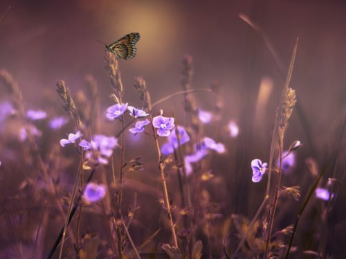 Butterfly on Purple Flowers  Wallpaper