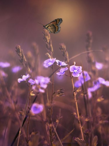 Butterfly on Purple Flowers iPad Wallpaper