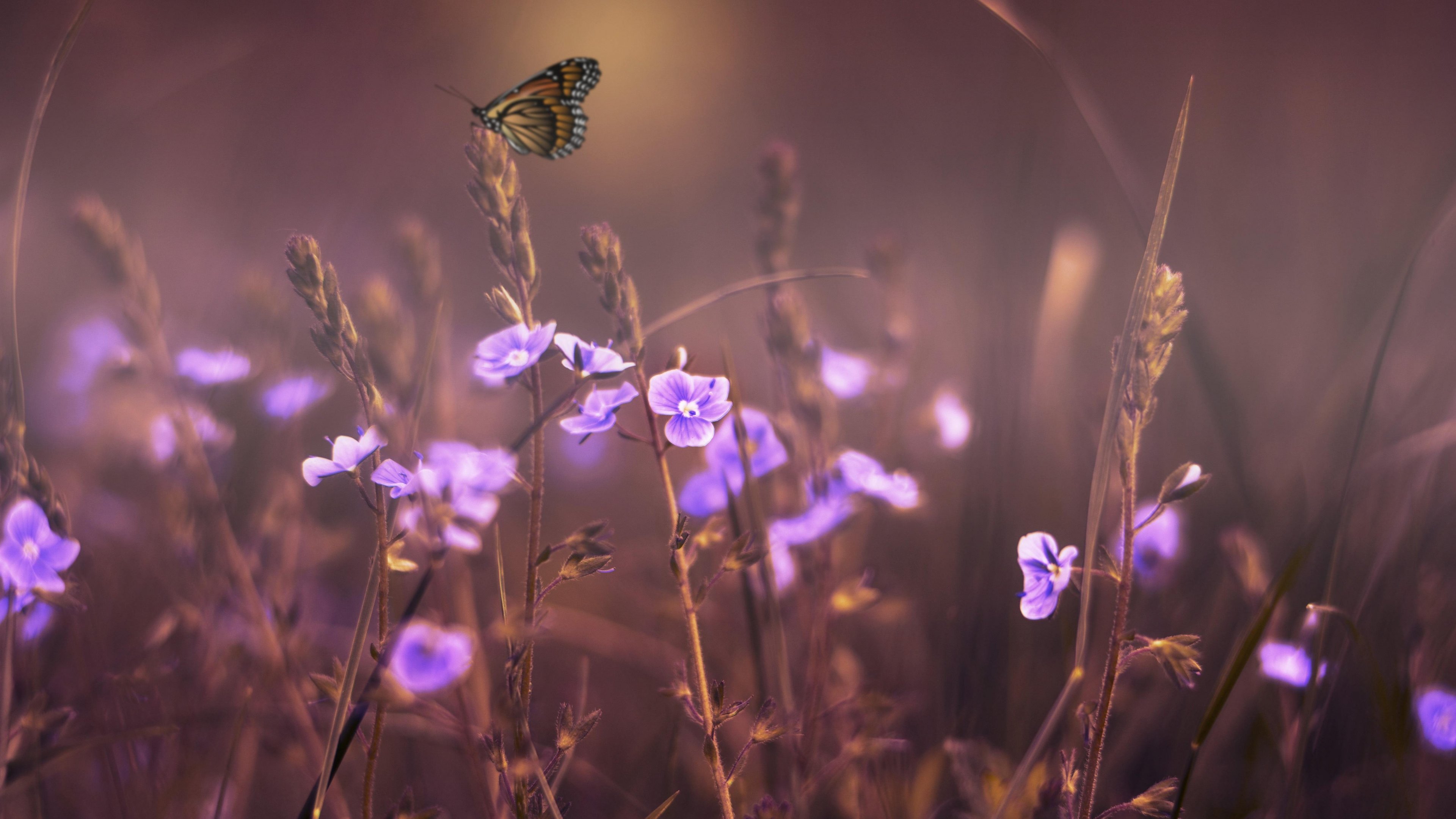 Butterfly on Purple Flowers Wallpaper - iPhone, Android & Desktop  Backgrounds