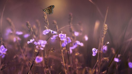 Butterfly on Purple Flowers Wallpaper