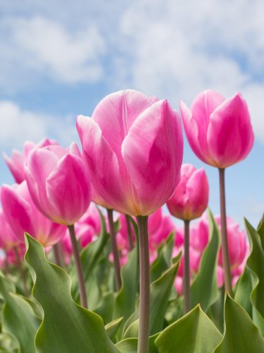 Spring Tulips iPad Wallpaper