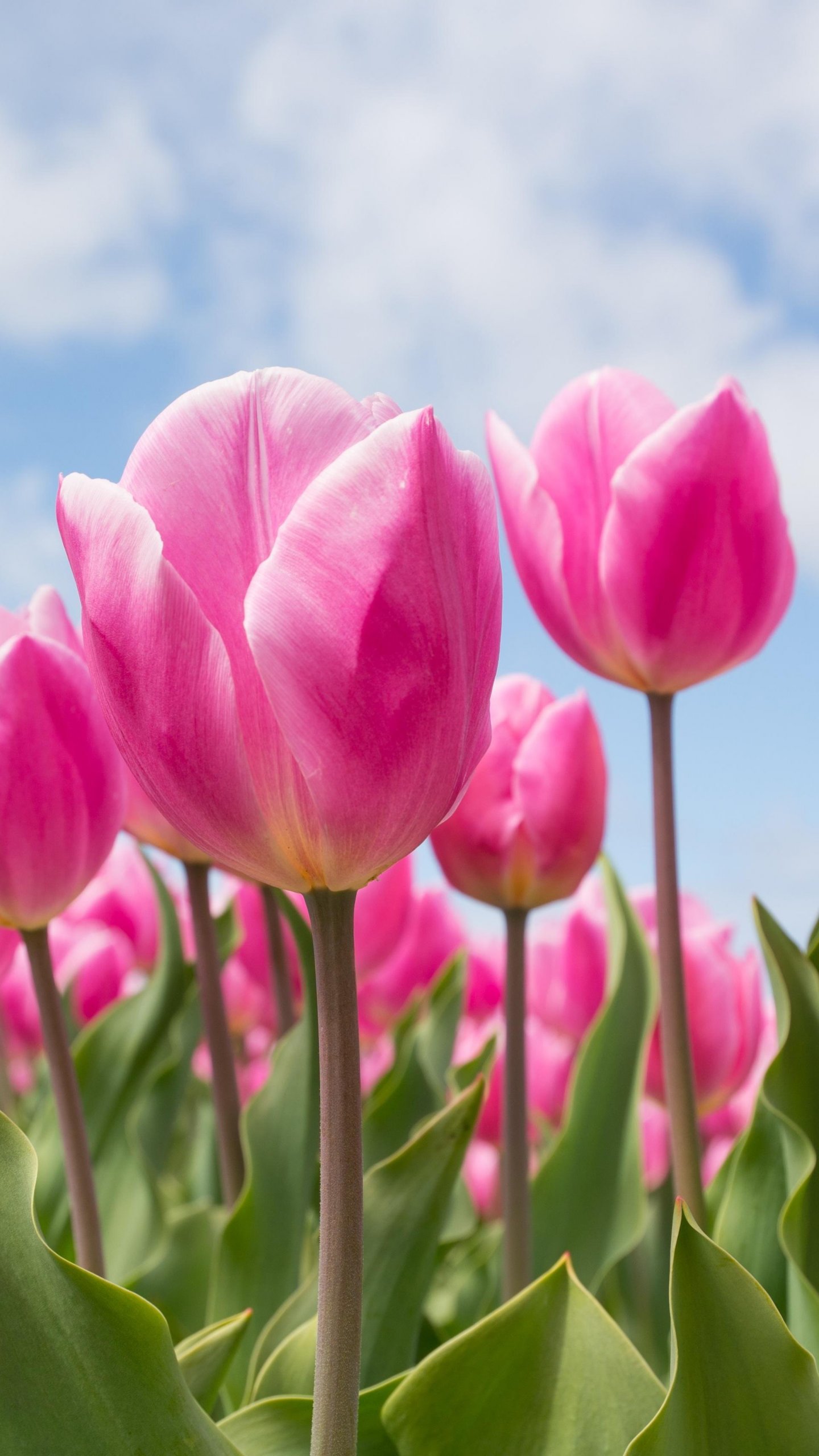 Spring Tulips Wallpaper - iPhone, Android & Desktop Backgrounds
