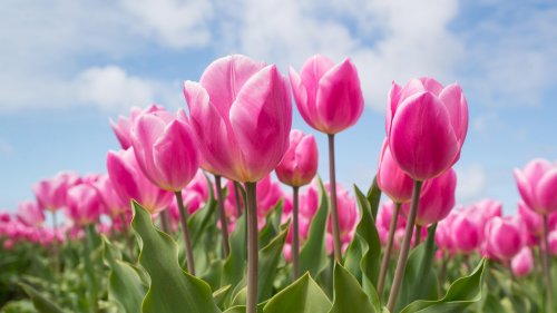 Spring Tulips HD Desktop Wallpaper