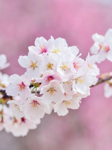 Spring Blossoms iPad Wallpaper