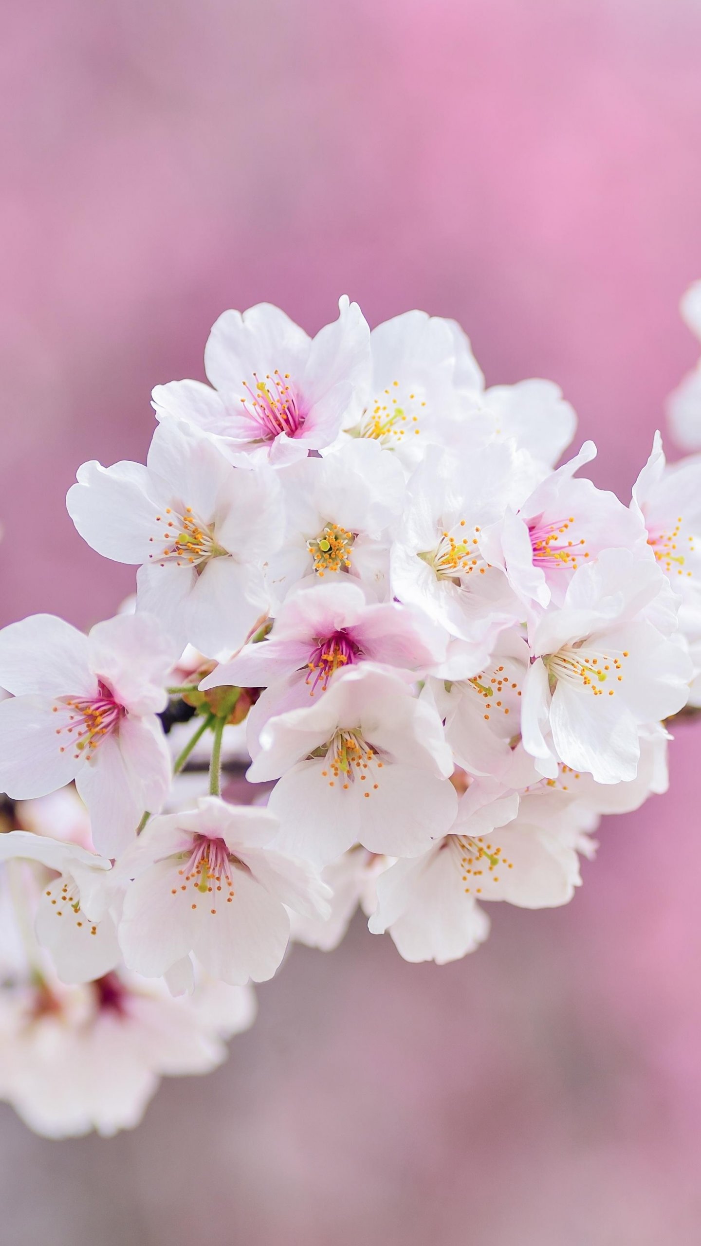 Stunning spring wallpapers for iPhone in 2023 Free download  iGeeksBlog