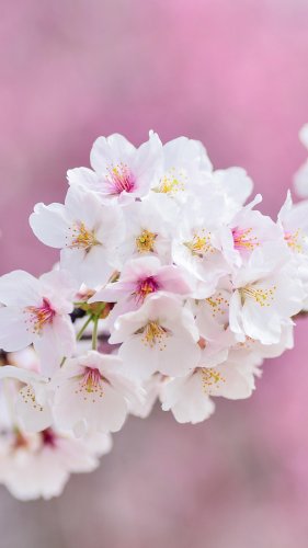Spring Blossoms Mobile Wallpaper