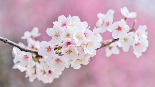 Spring Blossoms HD Desktop Wallpaper