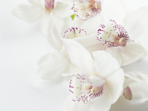 White Orchid  Wallpaper