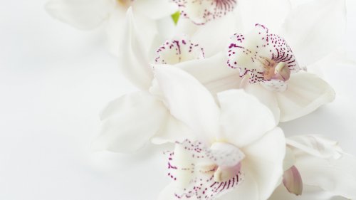 White Orchid HD Desktop Wallpaper