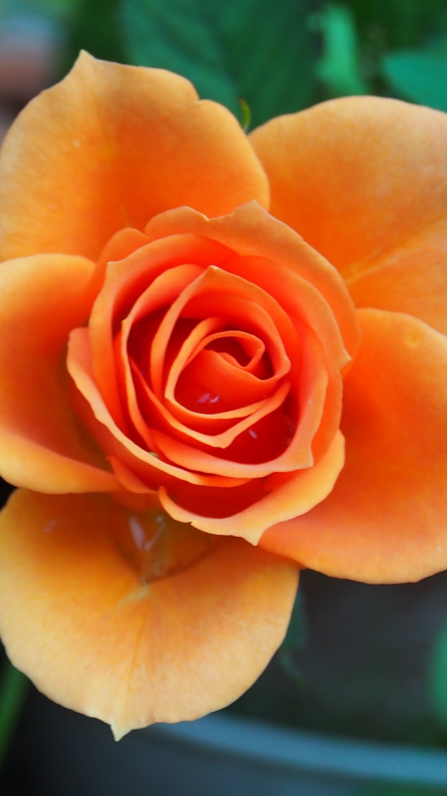 Orange Rose Wallpaper - iPhone, Android & Desktop Backgrounds