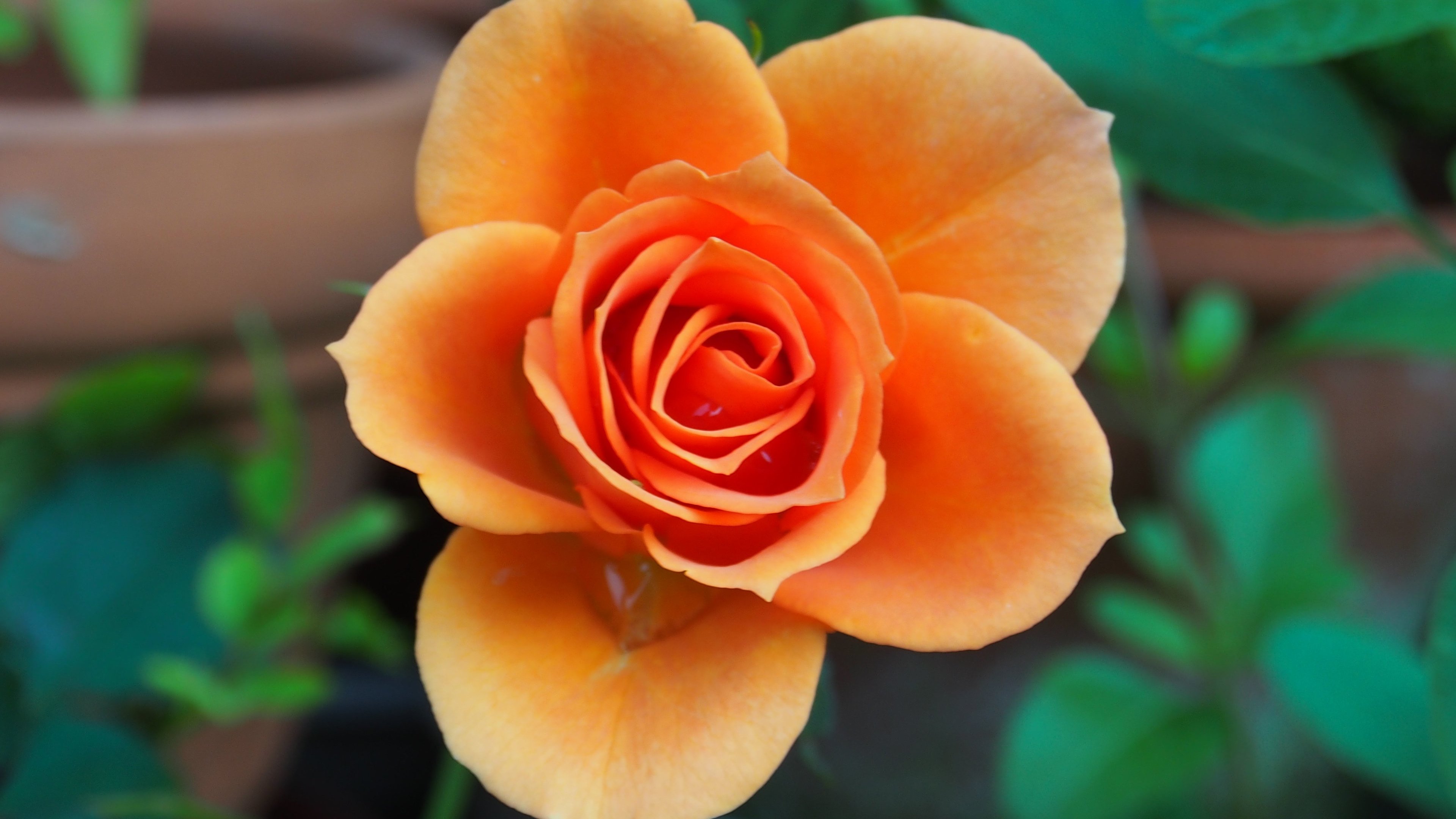 Rose Images [HD]: Download Beautiful Pictures of Roses - Page 2