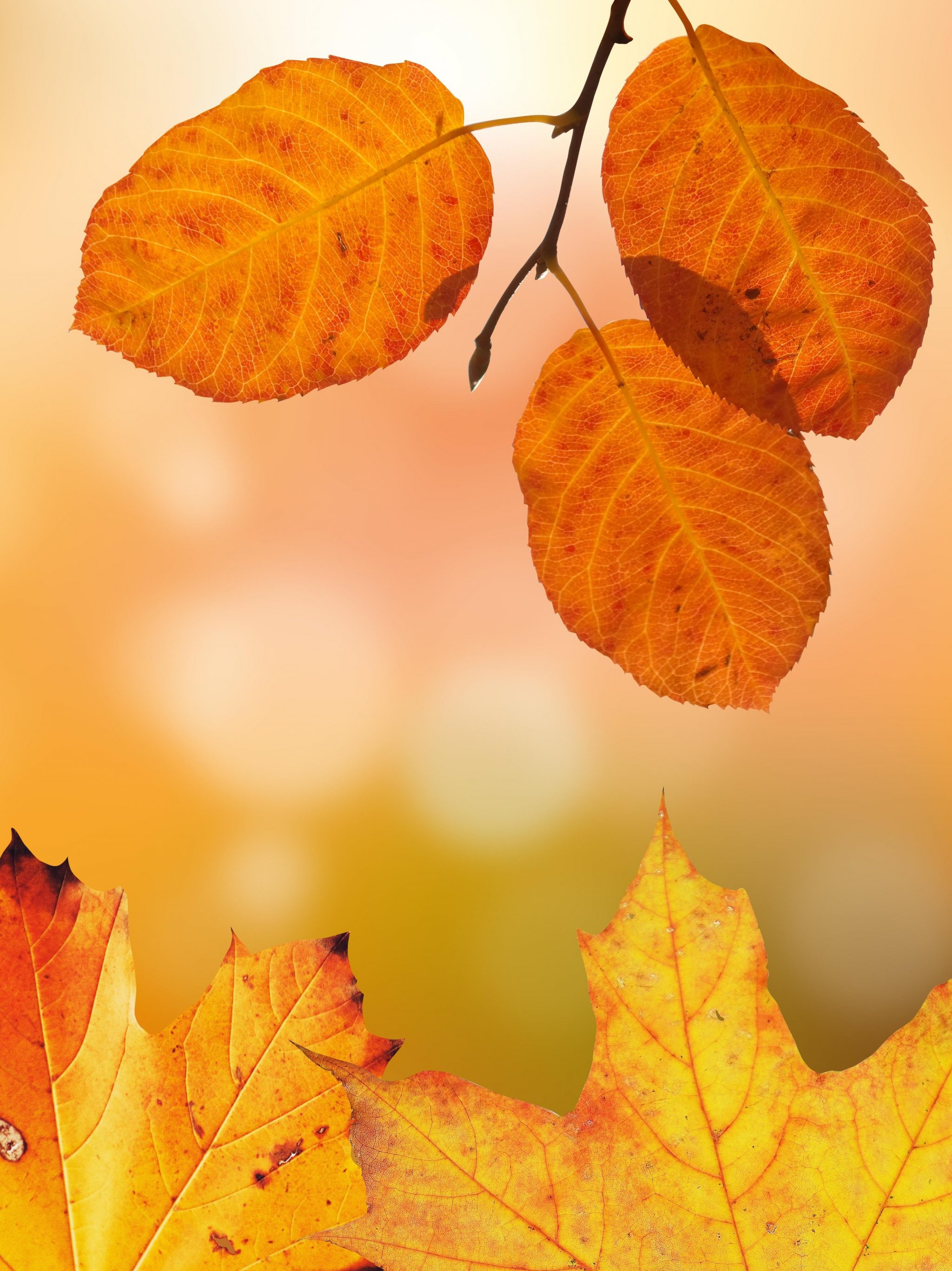 Best Autumn iPhone HD Wallpapers  iLikeWallpaper