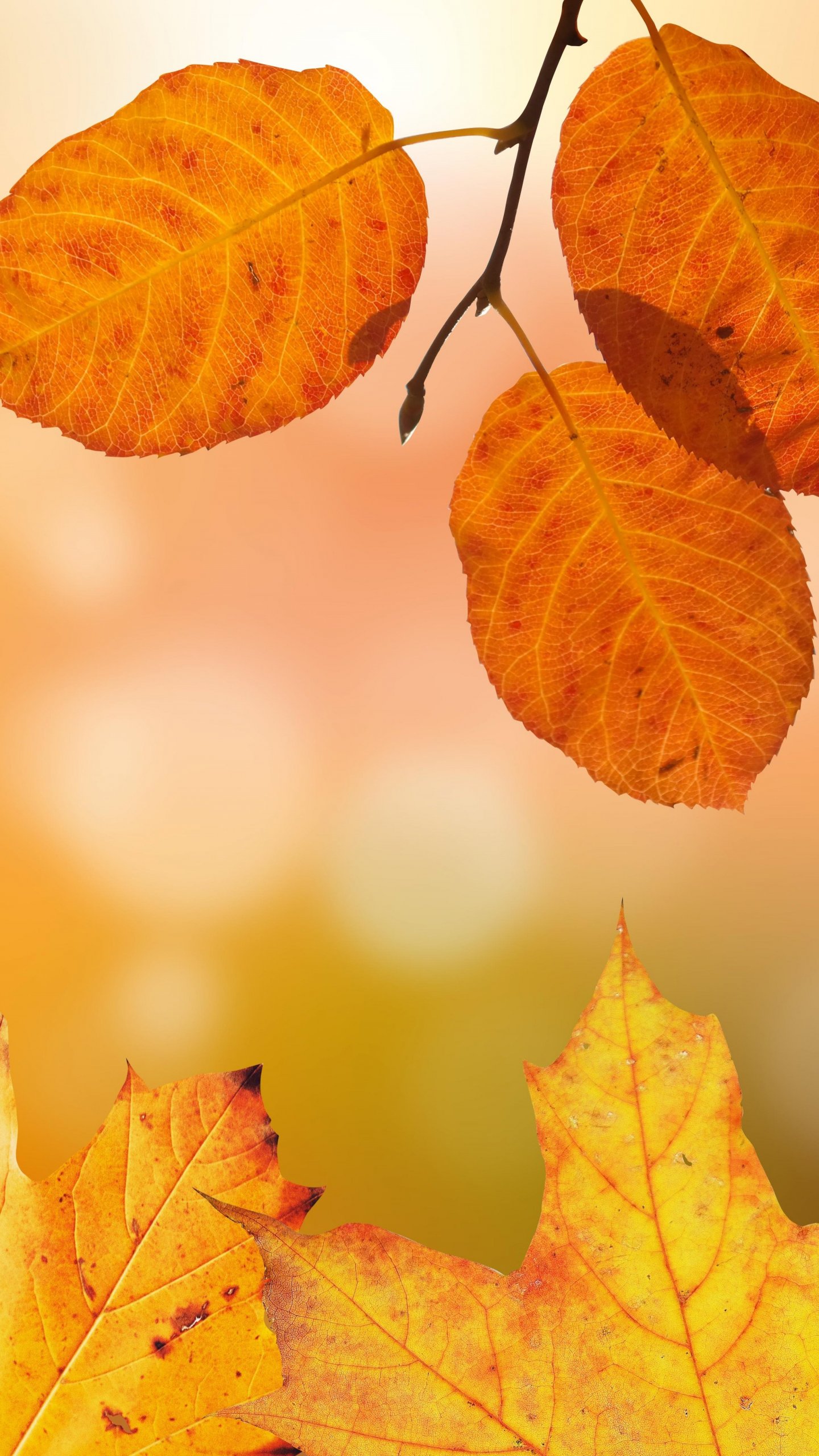 fall colors wallpaper