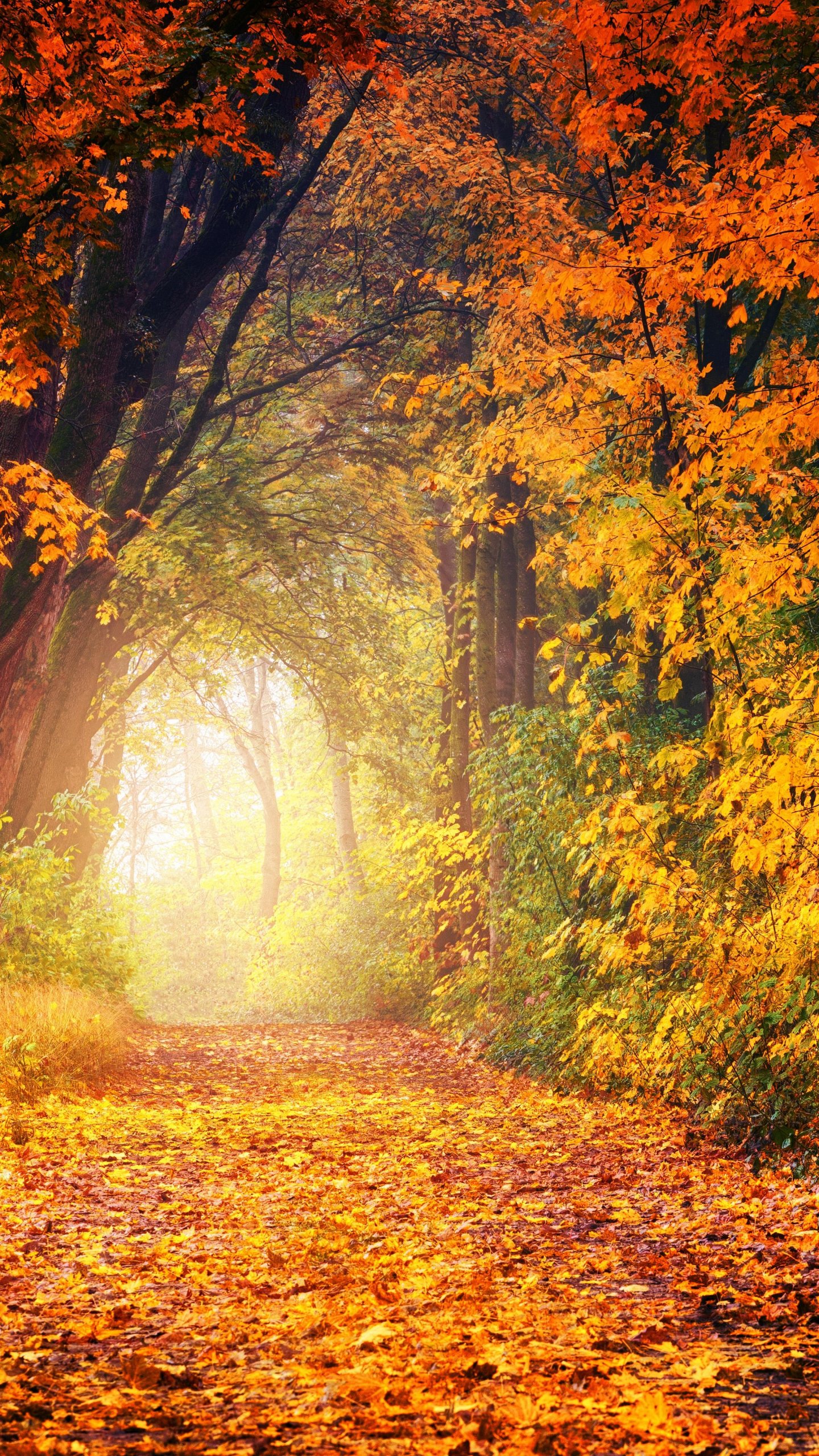 Autumn Trees Wallpaper - iPhone