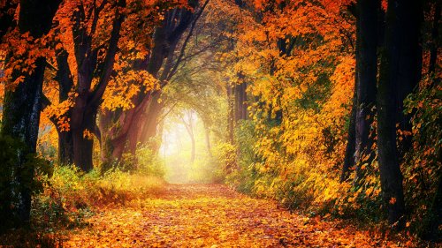 Autumn Trees HD Desktop Wallpaper