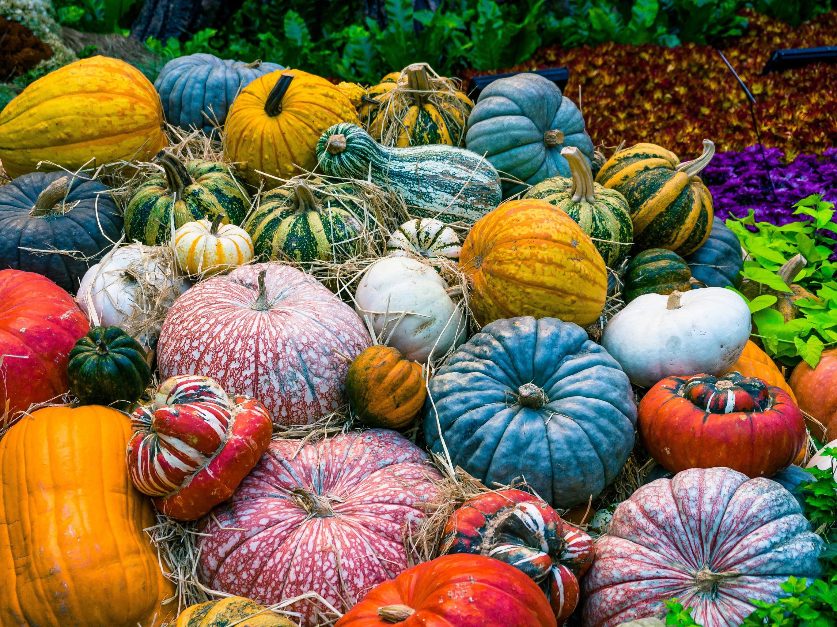 autumn-scenery-wallpaper-with-pumpkins