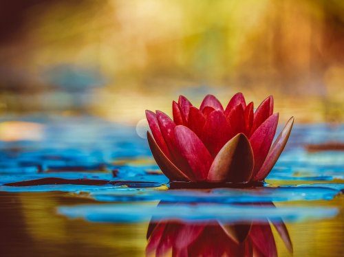 Water Lily  Wallpaper