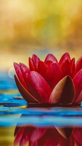 Water Lily Tablet Wallpaper