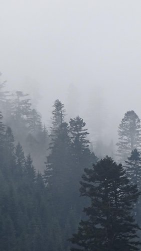 Foggy Trees in Forest