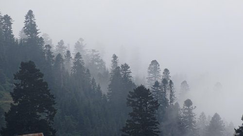 Foggy Trees in Forest