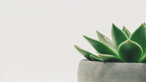Minimalist Succulent 