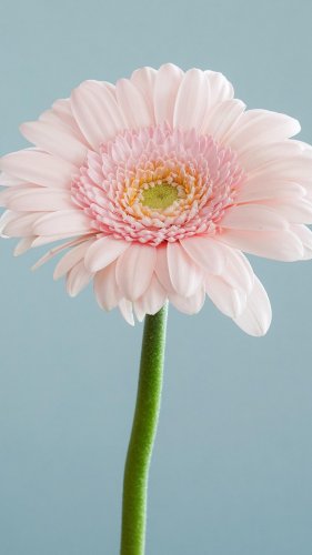 Single Pink Daisy Mobile Wallpaper
